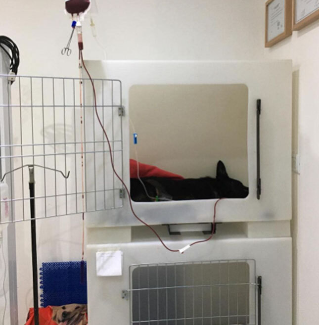 jaula de mascota para internación con un perro dentro y un vial